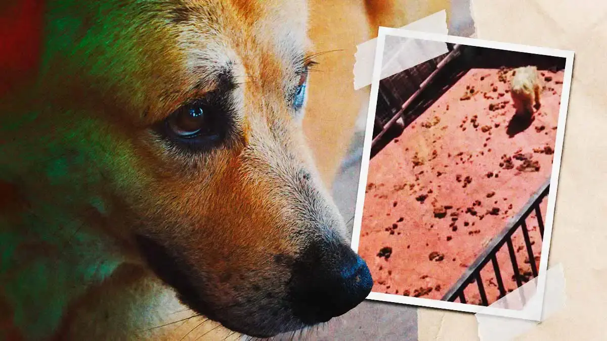 Denuncian que ocho perros sobreviven entre golpes, heces y abandono en Ignacio Romero Vargas, Puebla