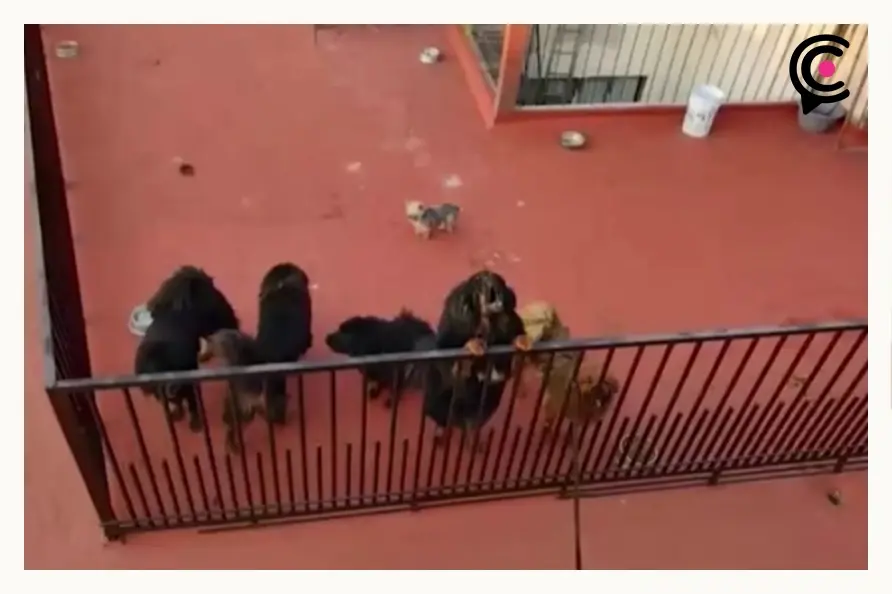 Denuncian que ocho perros sobreviven entre golpes, heces y abandono en Ignacio Romero Vargas, Puebla