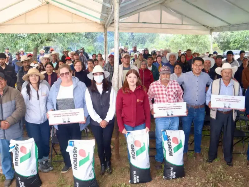 En Ayotla, Bety Sánchez inicia programa de entrega de maíz mejorado para forraje; beneficia a más de 540 productores