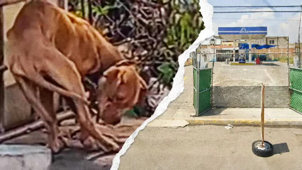 Vecinos denuncian a perro encadenado y en los huesos en autolavado de Villa Olímpica, Puebla