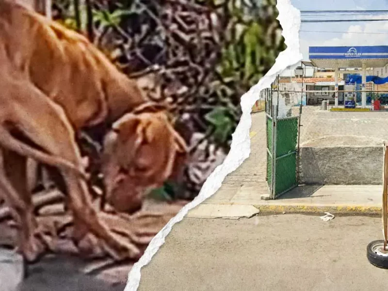 Vecinos denuncian a perro encadenado y en los huesos en autolavado de Villa Olímpica, Puebla