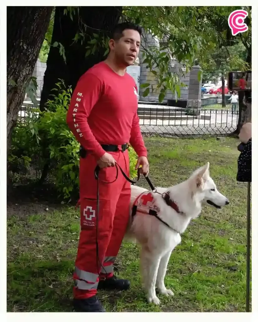 Aysha, primera perra de terapia de la Cruz Roja Puebla para víctimas de desastres