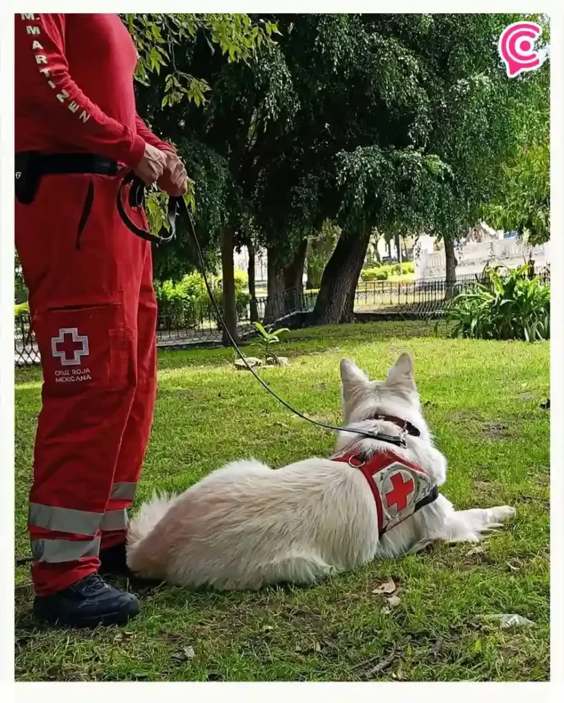 Aysha, primera perra de terapia de la Cruz Roja Puebla para víctimas de desastres