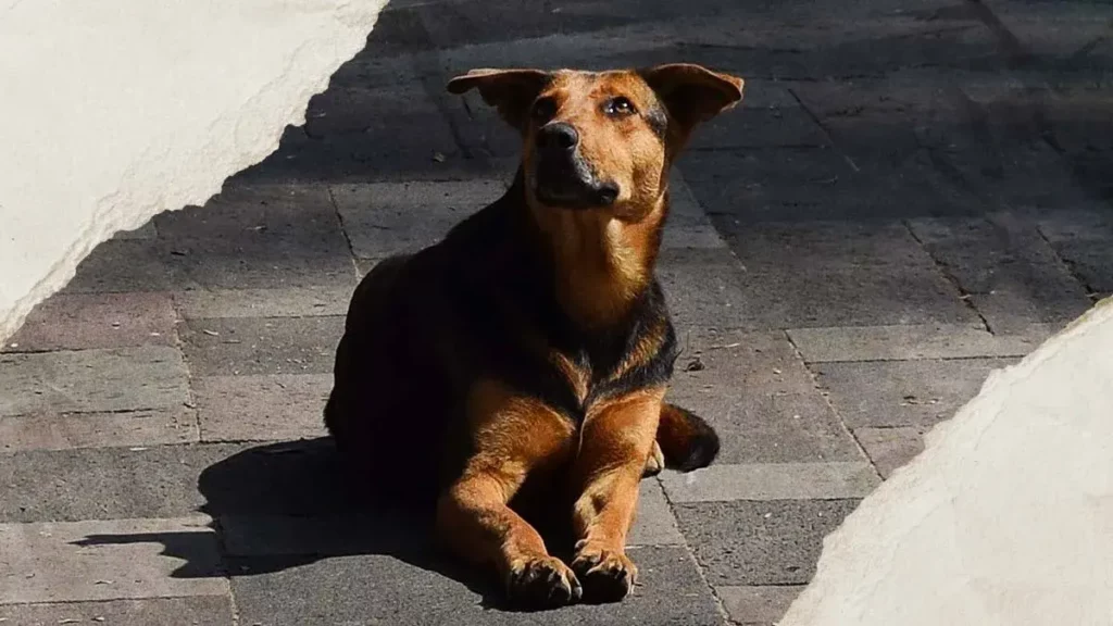 Puebla acumula mil 800 reportes de maltrato animal en el Día Mundial del Perro 2025