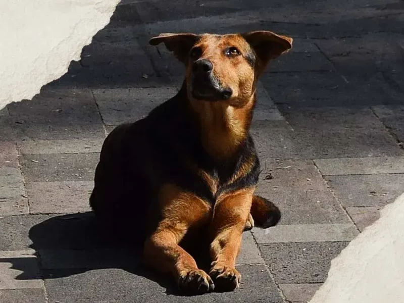 Puebla acumula mil 800 reportes de maltrato animal en el Día Mundial del Perro 2025
