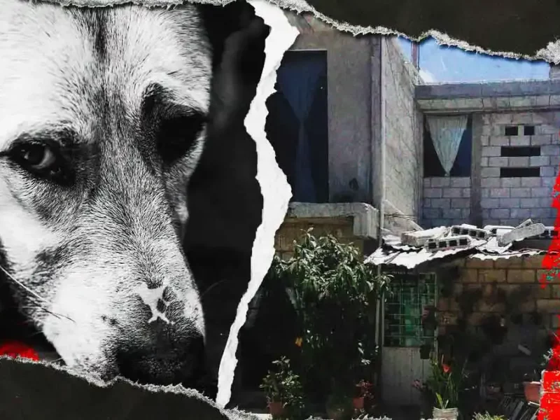 Denuncian maltrato animal en colonia Vista del Valle en Puebla; un perro murió colgado