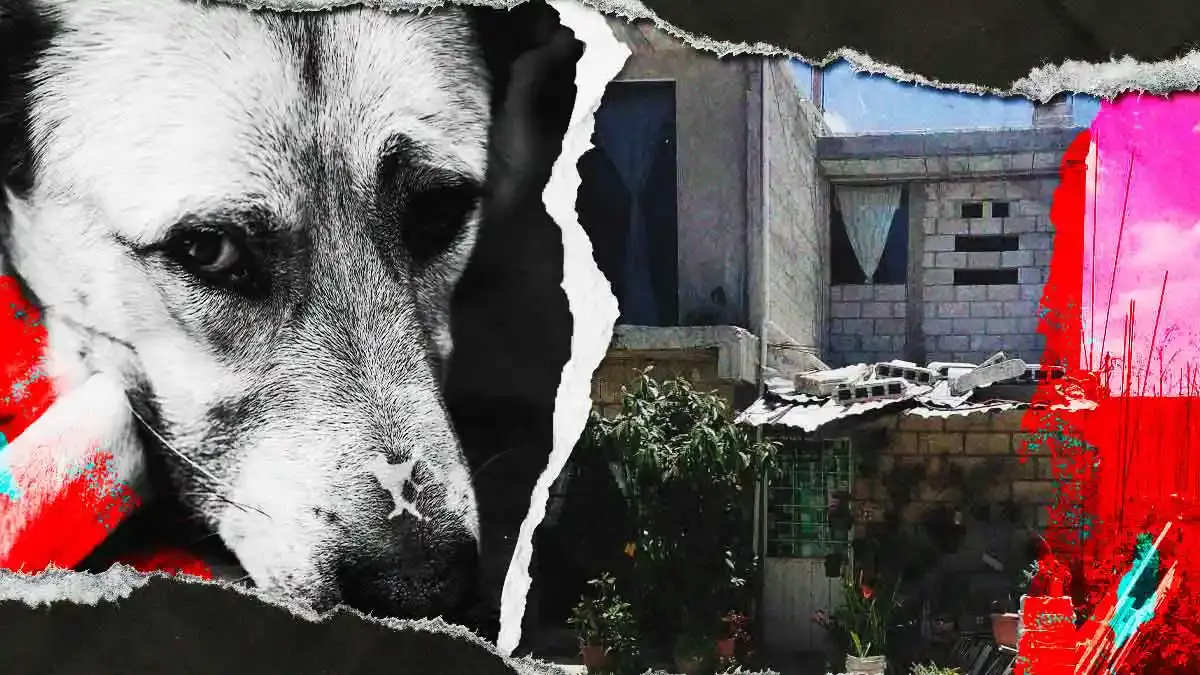 Denuncian maltrato animal en colonia Vista del Valle en Puebla; un perro murió colgado