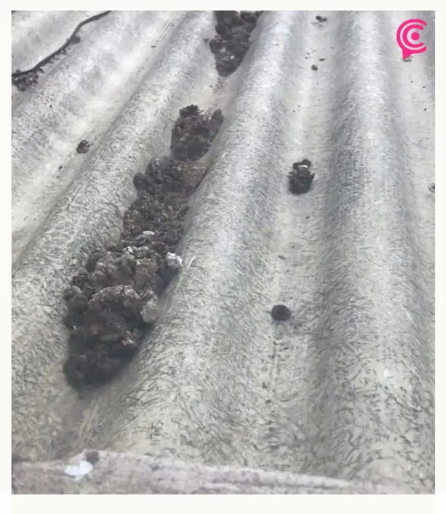 Denuncian casa con decenas de gatos en condiciones insalubres en Infonavit La Rosa, Puebla