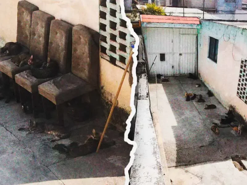 Denuncian casa con decenas de gatos en condiciones insalubres en Infonavit La Rosa, Puebla