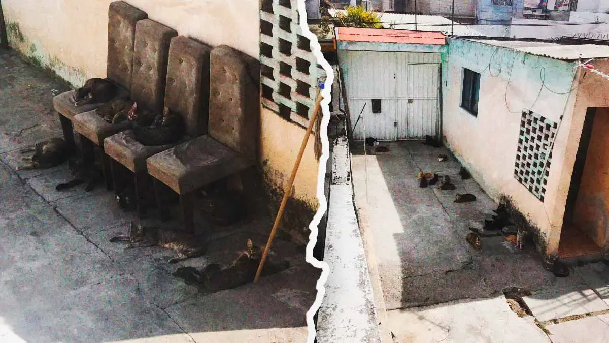 Denuncian casa con decenas de gatos en condiciones insalubres en Infonavit La Rosa, Puebla