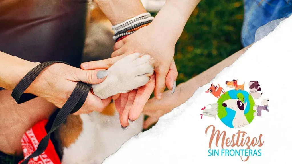 Mestizos sin Fronteras rescató a perros abandonados en la colonia Geovillas Los Encinos