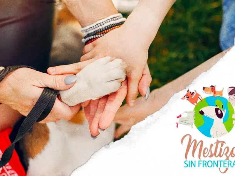 Mestizos sin Fronteras rescató a perros abandonados en la colonia Geovillas Los Encinos
