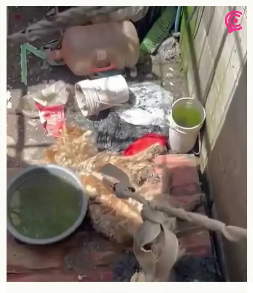 Mestizos sin Fronteras rescató a perros abandonados en la colonia Geovillas Los Encinos