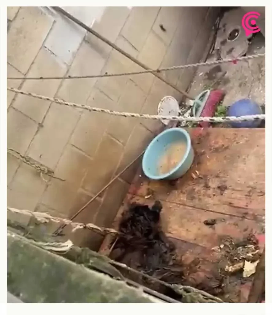 Mestizos sin Fronteras rescató a perros abandonados en la colonia Geovillas Los Encinos