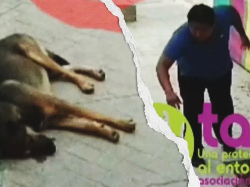 Hombre agredió a un perro con una piedra en Santiago Miahuatlán, Puebla