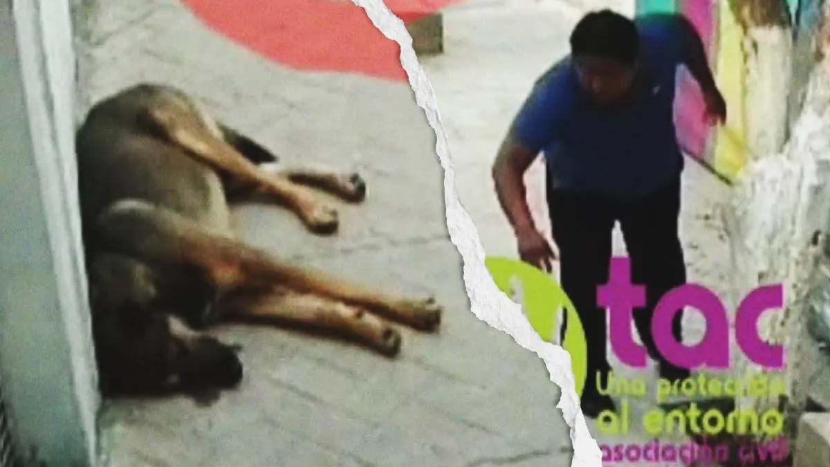 Hombre agredió a un perro con una piedra en Santiago Miahuatlán, Puebla