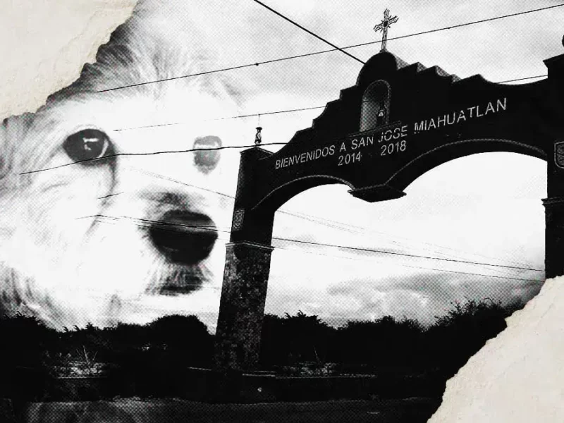 Reportan nuevo caso de crueldad animal en Miahuatlán; hombre mutiló con un machete a perrita