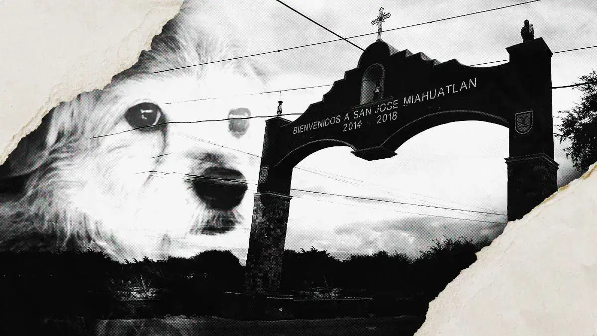 Reportan nuevo caso de crueldad animal en Miahuatlán; hombre mutiló con un machete a perrita