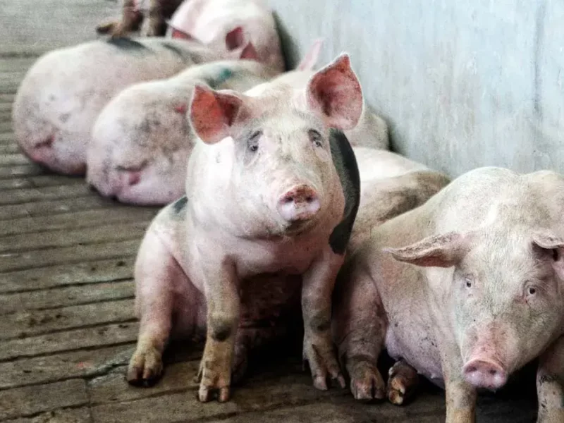 Porcicultores de cuatro municipios de Puebla denuncian robo de cerdos; suman mil animales sustraídos