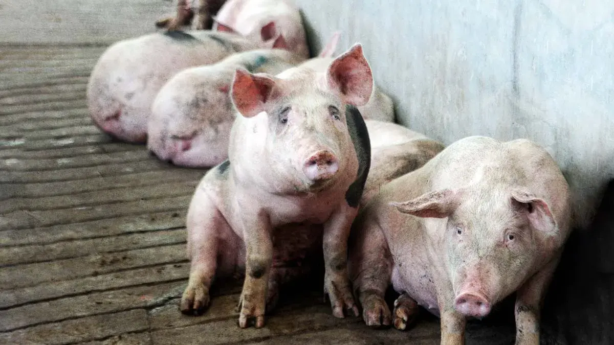 Porcicultores de cuatro municipios de Puebla denuncian robo de cerdos; suman mil animales sustraídos