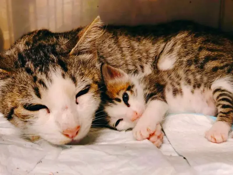Gatos rescatados del falso refugio en San Miguel La Venta, Puebla continúan en estado crítico