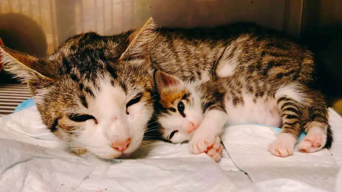 Gatos rescatados del falso refugio en San Miguel La Venta, Puebla continúan en estado crítico