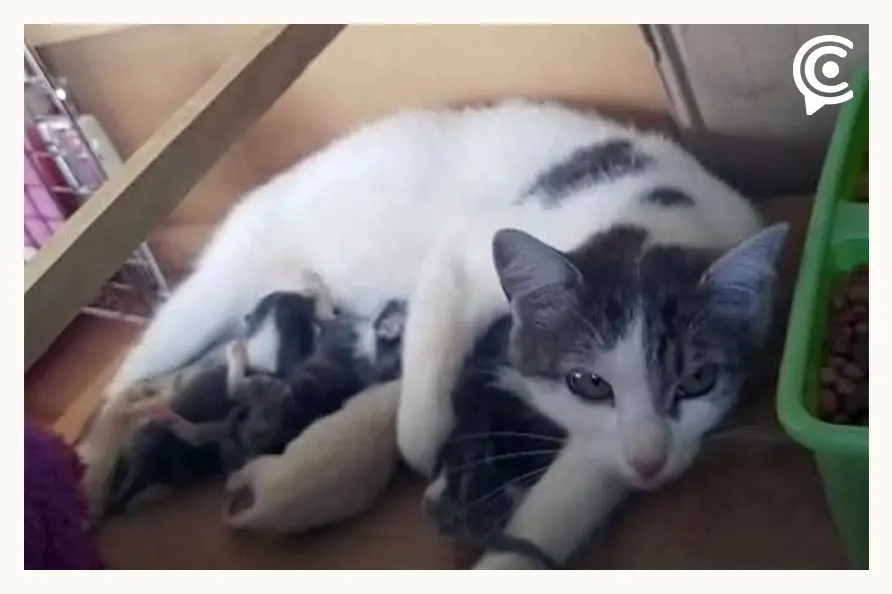 Gatos rescatados del falso refugio en San Miguel La Venta, Puebla continúan en estado crítico