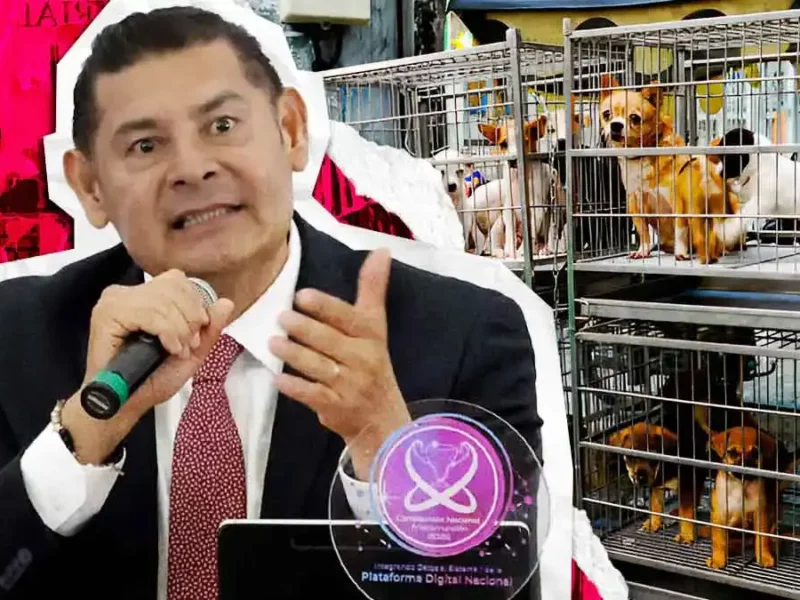 Modificarán Ley de Bienestar Animal para limitar la venta y reproducción de mascotas en Puebla