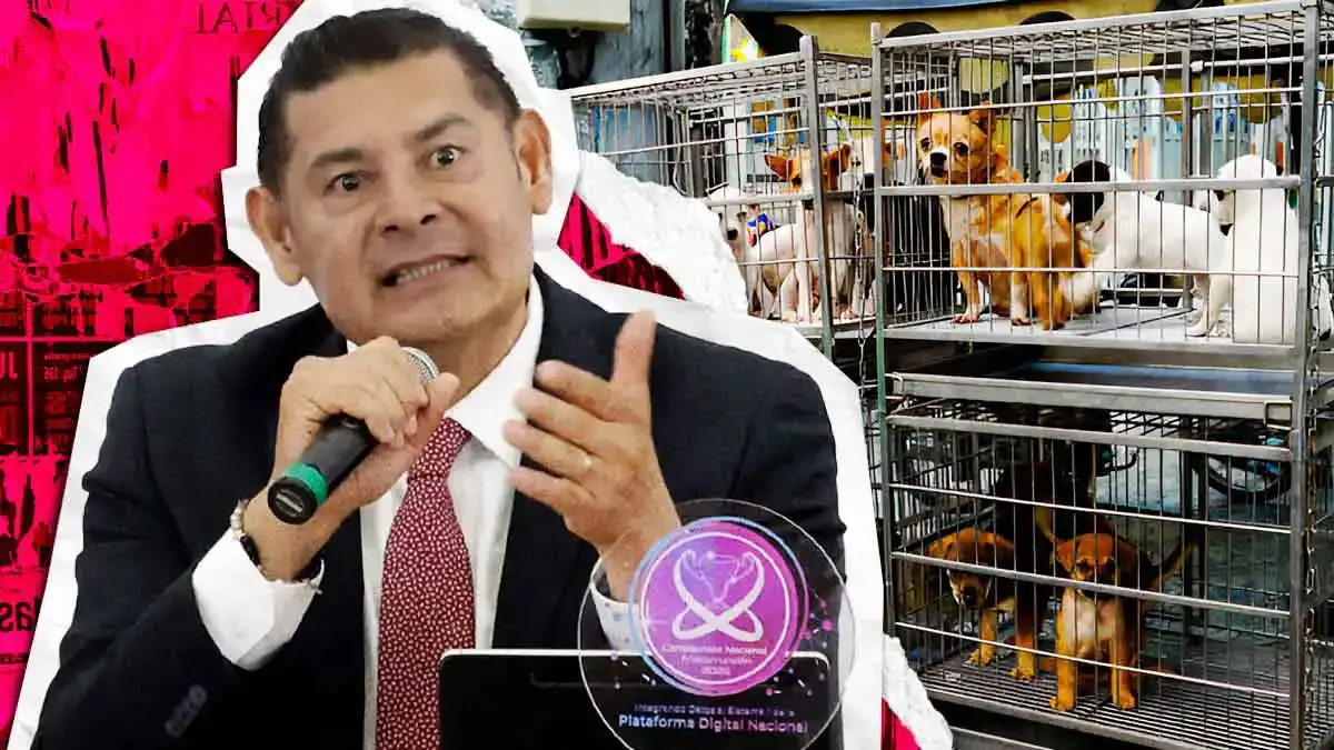 Modificarán Ley de Bienestar Animal para limitar la venta y reproducción de mascotas en Puebla