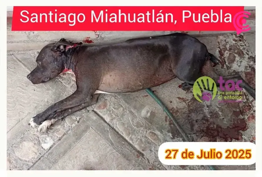 Santiago Miahuatlán, Puebla suma ocho casos de maltrato animal en lo que va del 2025