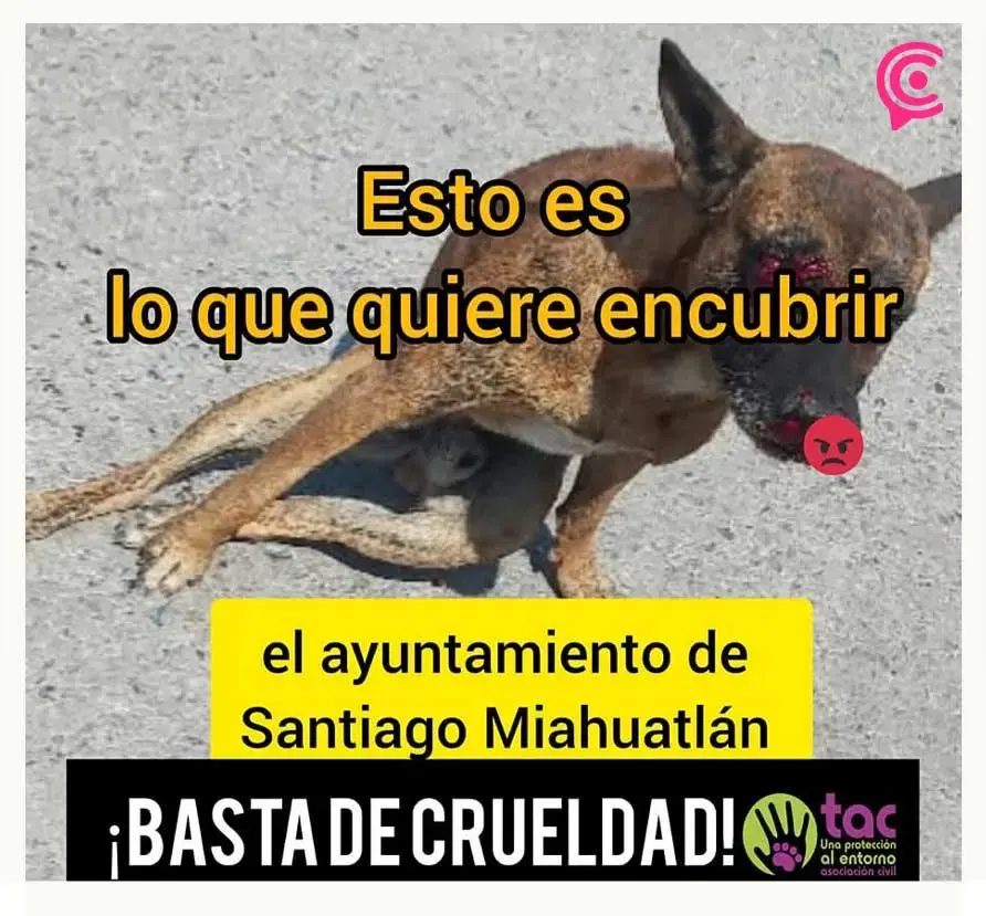Santiago Miahuatlán, Puebla suma ocho casos de maltrato animal en lo que va del 2025