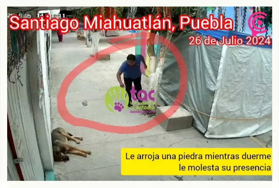 Santiago Miahuatlán, Puebla suma ocho casos de maltrato animal en lo que va del 2025