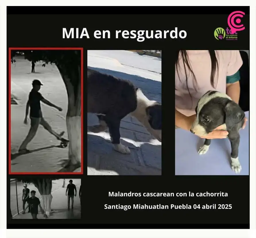Santiago Miahuatlán, Puebla suma ocho casos de maltrato animal en lo que va del 2025