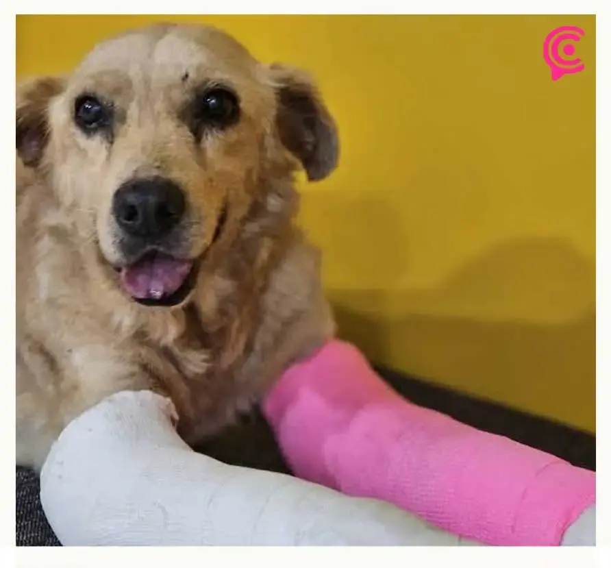 Santiago Miahuatlán, Puebla suma ocho casos de maltrato animal en lo que va del 2025