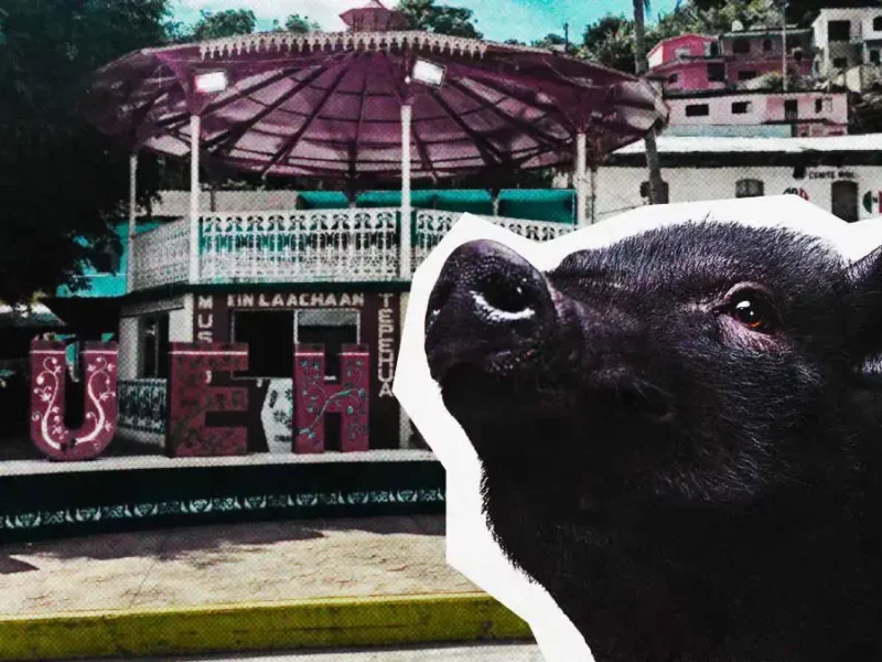 Ayuntamiento de Huehuetla, Puebla organiza concurso puerquito encebado; acusan maltrato animal