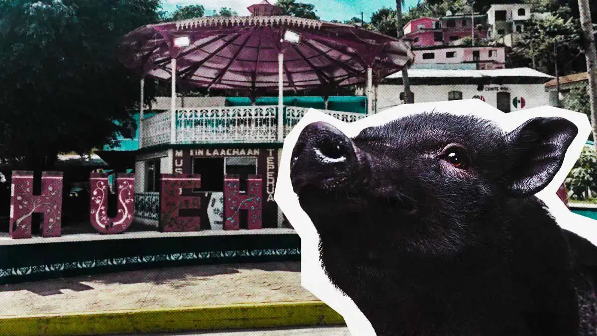 Ayuntamiento de Huehuetla, Puebla organiza concurso puerquito encebado; acusan maltrato animal