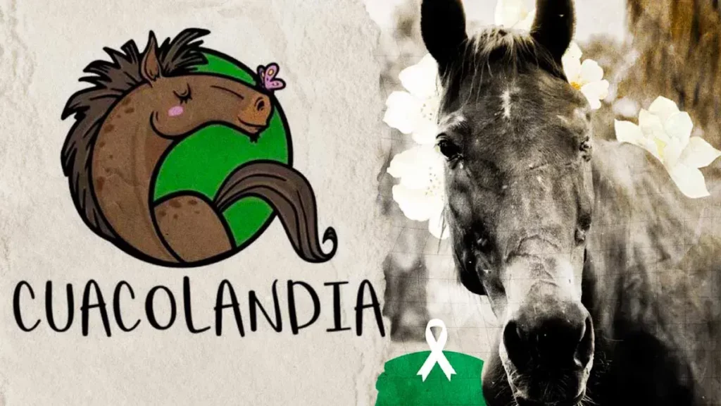 Murió Winner, caballo rescatado por Elena Larrea e inspiración para el rescate de 15 equinos