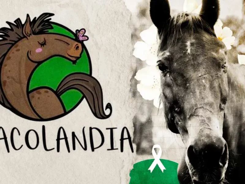 Murió Winner, caballo rescatado por Elena Larrea e inspiración para el rescate de 15 equinos