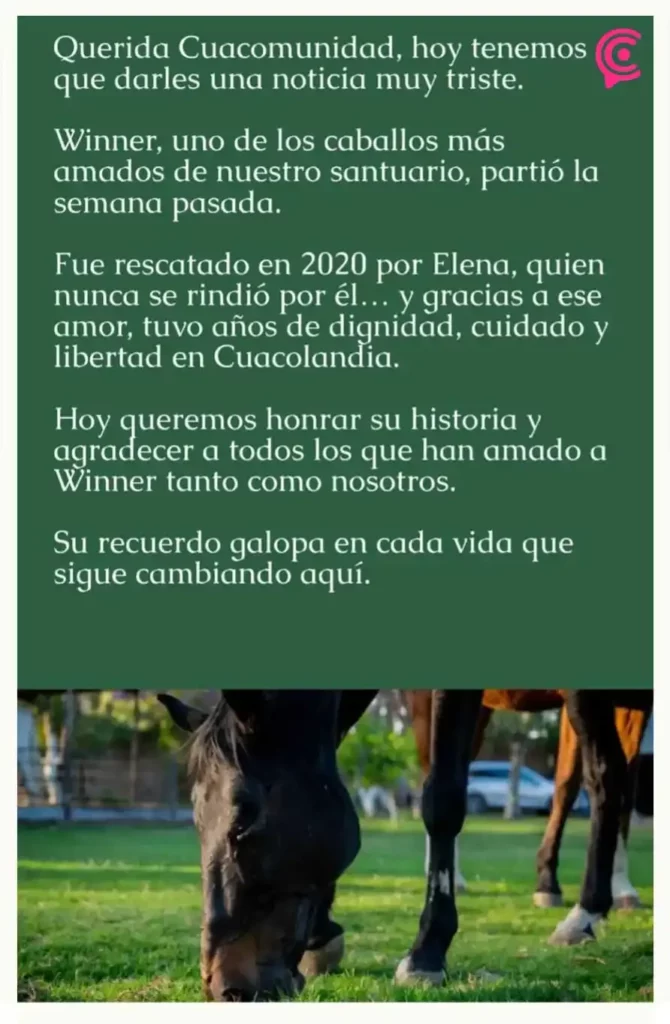 Murió Winner, caballo rescatado por Elena Larrea e inspiración para el rescate de 15 equinos