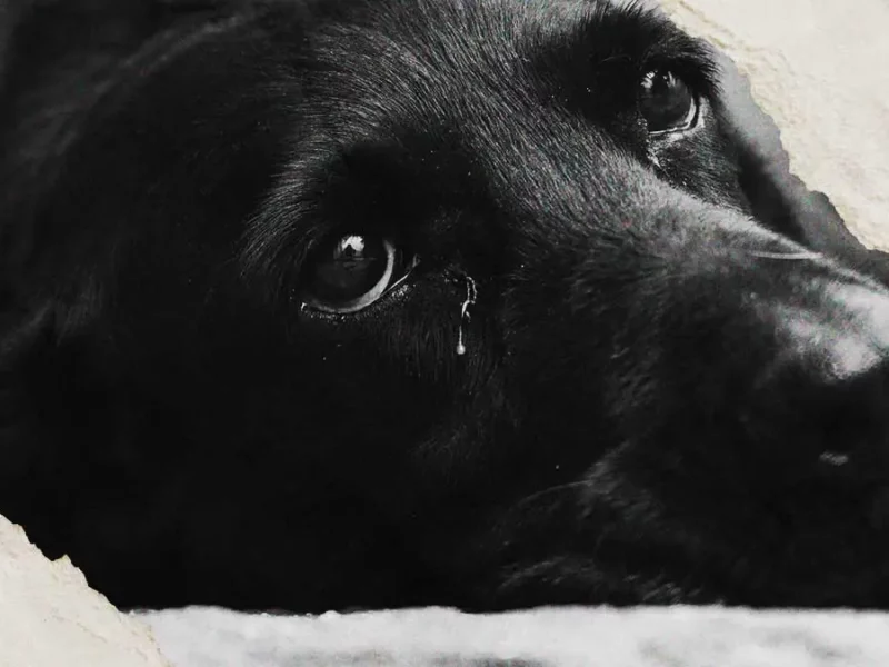 Vinculan a proceso a hombre que mató a perrita por defender a dueña en Cholula