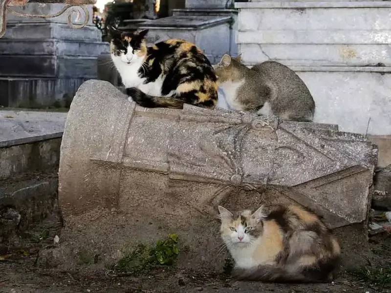 Ayuntamiento de Puebla busca proteger gatos del Panteón Municipal con campaña vial