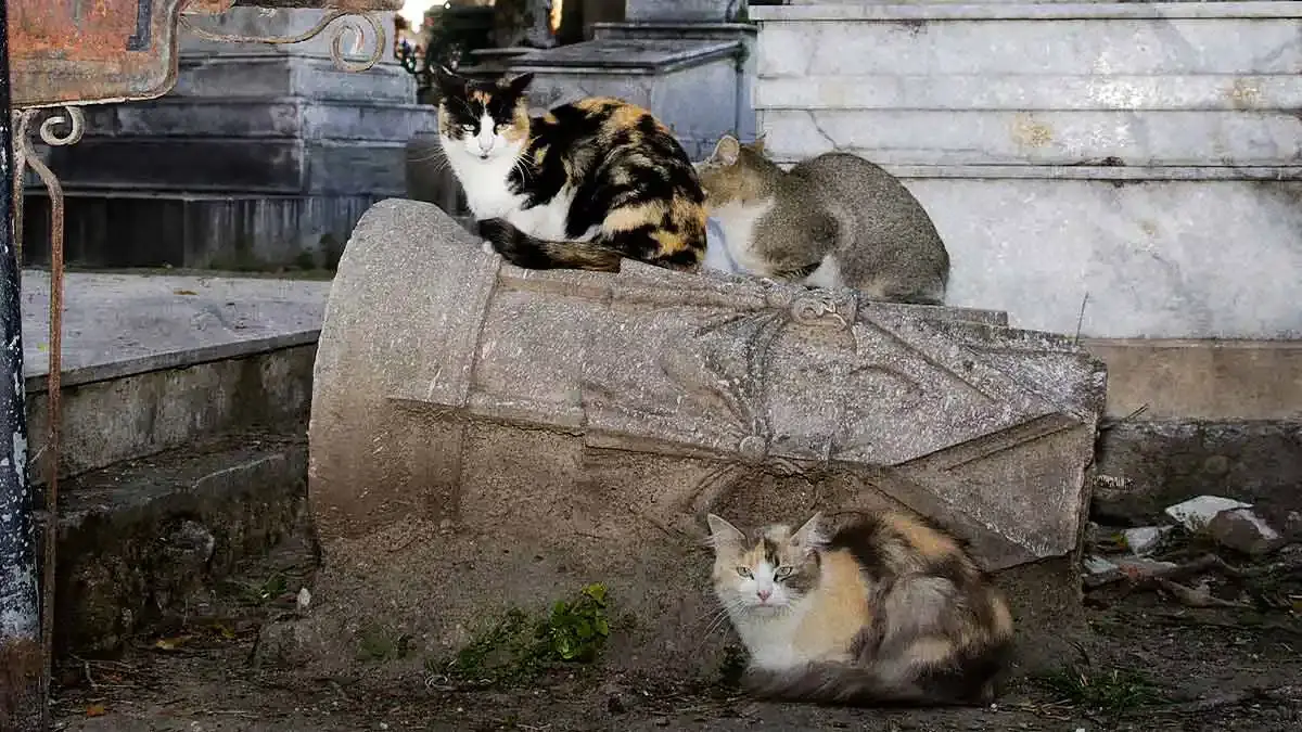 Ayuntamiento de Puebla busca proteger gatos del Panteón Municipal con campaña vial