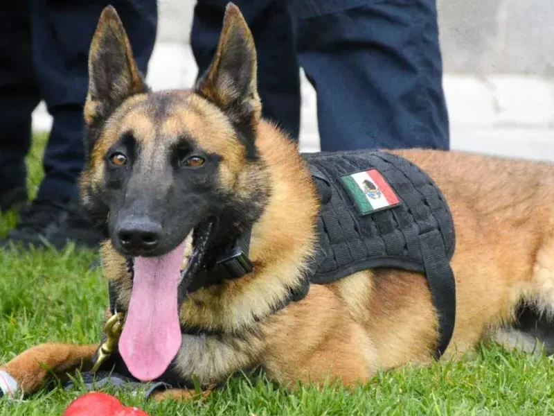 Unidad canina K9 de la Secretaría de Seguridad Ciudadana de Puebla recibe certificación internacional