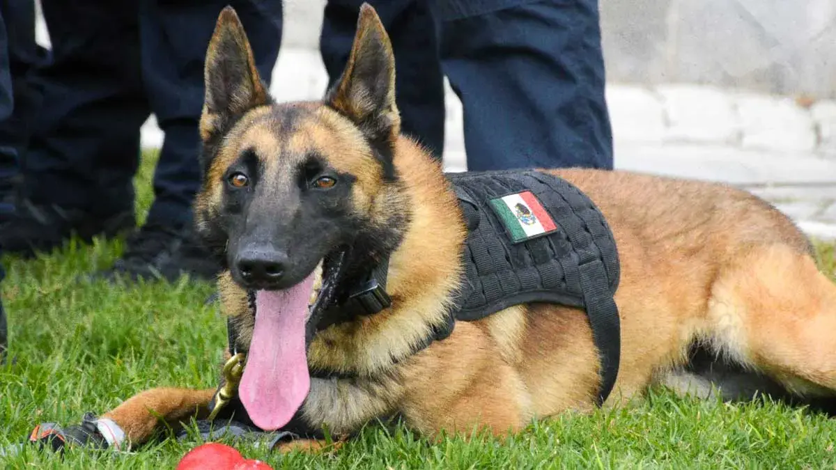 Unidad canina K9 de la Secretaría de Seguridad Ciudadana de Puebla recibe certificación internacional