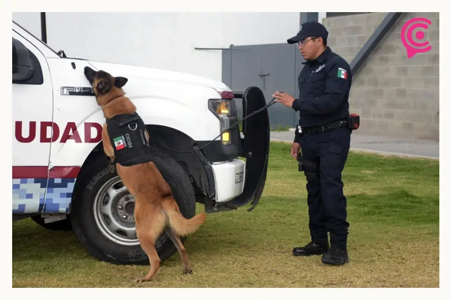 Unidad canina K9 de la Secretaría de Seguridad Ciudadana de Puebla recibe certificación internacional