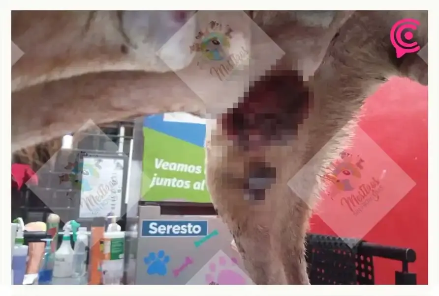 Fundación Mestizos sin Fronteras rescata a perrita desahuciada por maltrato animal en Puebla