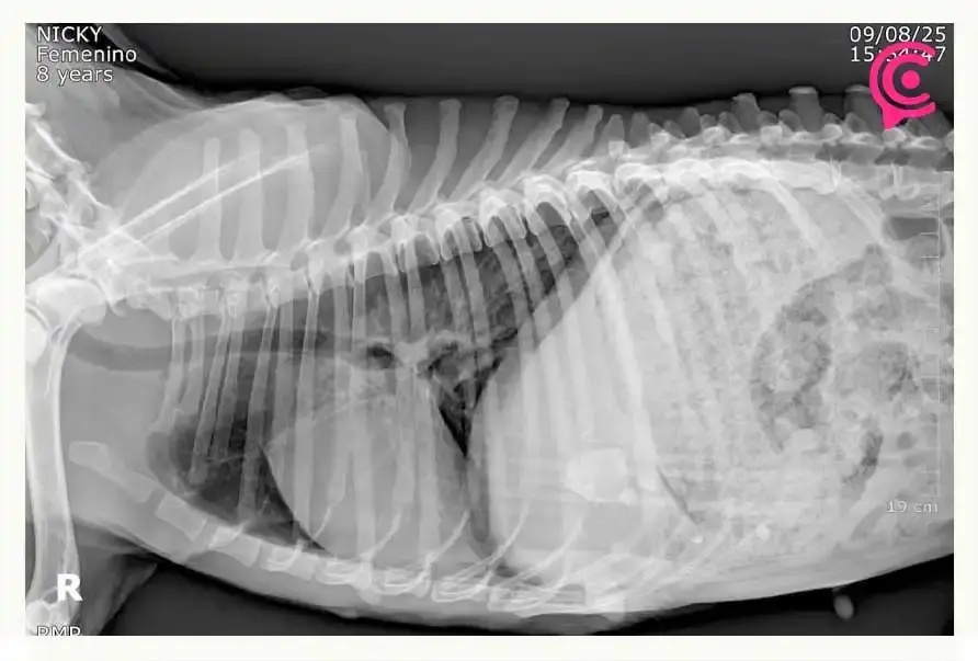 Fundación Mestizos sin Fronteras rescata a perrita desahuciada por maltrato animal en Puebla