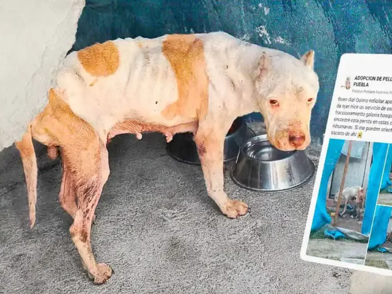 Fundación Mestizos sin Fronteras rescata a perrita desahuciada por maltrato animal en Puebla