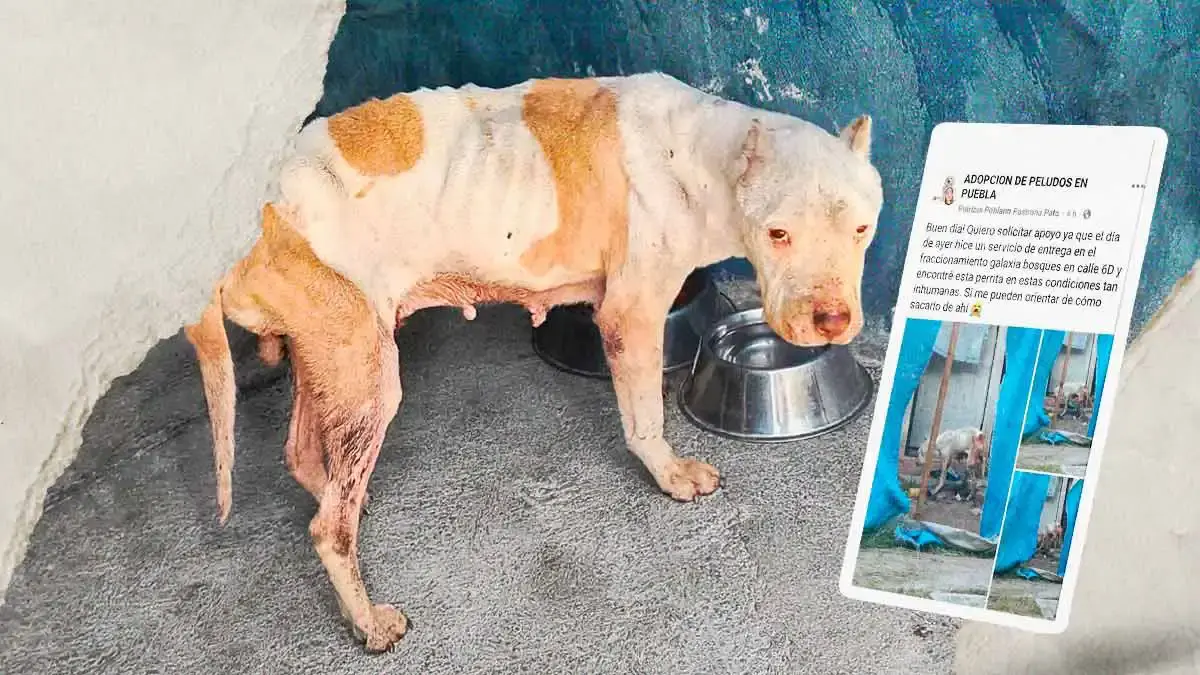 Fundación Mestizos sin Fronteras rescata a perrita desahuciada por maltrato animal en Puebla