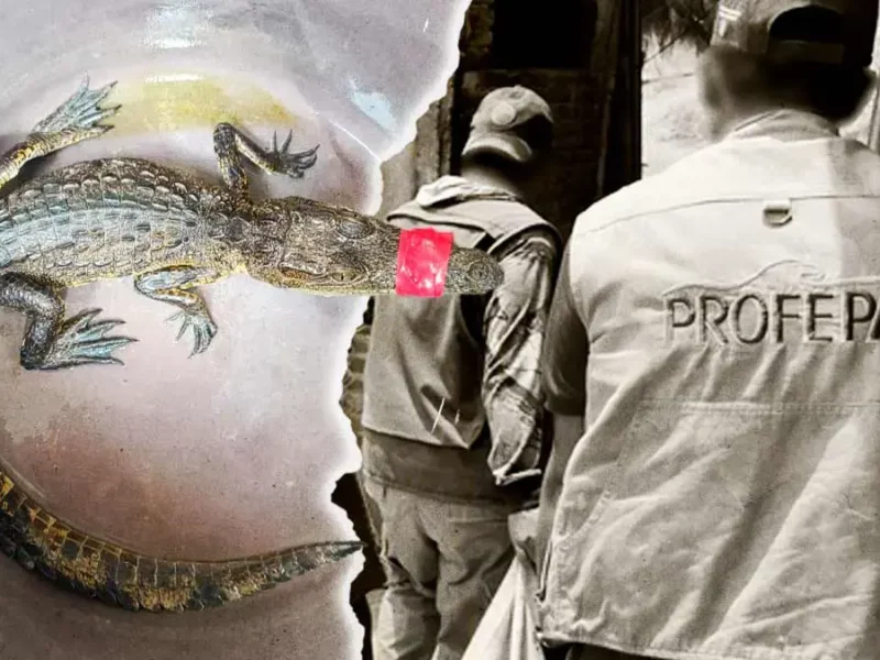 Denuncian tráfico de fauna exótica en Puebla vía WhatsApp; solicitan intervención de Profepa